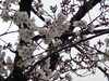 「国府宮神社 桜状況」