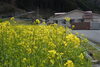 やっと菜の花が本格的に咲きました。一寸まばらです。「やっと本格的な春になりそうです。」