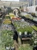 「春のお花も入荷中」