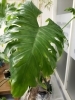 患者さんから受け継いだ観葉植物です。かわいい「4月の定休日」