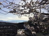 「西海橋物産館　桜情報🌸」