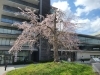 京都二条駅の桜「4月です!体調は大丈夫ですか?【岡山市中区おかま直伝よもぎ蒸し®サロン】」