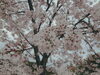 「お花見に行きました🌸」