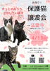 保護猫譲渡会「✨️４月予定✨️」
