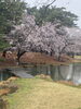 群馬-前橋の「敷島公園」の桜です。「創業平成7年　元警視庁刑事顧問　探偵歴33年。浮気調査・家出調査　結婚調査　防犯対策等。　千葉-船橋　群馬-前橋・高崎　茨城-土浦・つくば　顧問元警視庁刑事　青葉調査事務所」