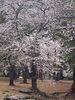 群馬-前橋の敷島公園の桜です。「平成7年創業。元警視庁刑事　顧問。探偵歴33年。浮気調査・人探し　防犯対策等、茨城-土浦・つくば　群馬-前橋　埼玉-春日部・上尾・熊谷　千葉-船橋・松戸・柏 元警視庁刑事 顧問　若葉探偵社」