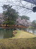 群馬-前橋の敷島公園の桜です。「平成7年、創業。元警視庁刑事顧問。浮気調査　人探し　結婚調査　盗聴器発見　群馬-前橋・高崎　茨城-つくば・土浦　埼玉-上尾・春日部　下見・相談無料　be-スマイル女性探偵事務所」