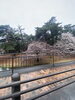 群馬-前橋の敷島公園の桜です。「元警視庁刑事 顧問。浮気調査 家出調査 防犯対策 人探し 結婚調査等は 防犯対策等は、【創業平成7年、調査の青葉グループ 群馬-太田 栃木-足利・佐野 茨城-古河 埼玉-本庄 若さと責任感 be-ハッピー探偵事務所群馬太田】」