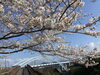 「西海橋物産館　桜情報🌸」