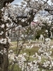 安倍グランドの桜「🌸桜もうすぐ満開🌸桜はいい匂い！？」