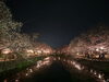 「【西条市 石田】ひょうたん池の夜桜を見ながらお花見はいかがですか？（2025年4月1日撮影）」