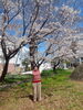 「和歌山市「向之芝公園」でお花見ランチ！ 🌸」