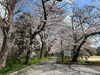 大新公園（4/3撮影）「和歌山市、桜が見頃です！🌸✨」