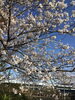 「西海橋物産館　4／4 桜情報」