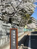 瀬崎神社(浅間神社)「🌸草加市のさくら開花状況🌸」