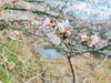 与保呂川沿いの桜は八分咲きです🌸「与保呂川沿いの桜🌸八分咲きで今週末が見頃！ 」