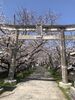 大年神社「和歌山市の桜スポットまだまだあります！🌸✨」