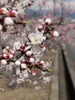 「千曲市🌸あんずの里であんずの花が満開になりました！」