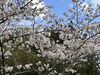 アトリエ2階の裏の窓から手の届く所に桜の枝！「裏の桜！」