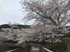 「西海橋物産館　桜情報🌸」