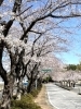 白井市役所裏の桜は、見頃を迎えています「しろいのサクラ🌸なう！「パート2」」