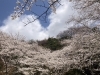 霊前寺の桜「【月・水・金限定プラン】ワンちゃんの宿泊費が半額に！プラン登場です♪」