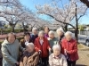 網代橋・お花見行ってきました。🌸綺麗でしたよ。「2事業所レクリエーション活動ヾ(•ω•`)o紹介しちゃいま～す🎏😘」