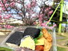 「お花見の季節になりました🌸お弁当を持って武生中央公園へ！【上質な肉料理と手作りおにぎりの口喜】」