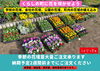 「【泉佐野市、貝塚市、熊取町、日根野】でお住まいの方で花壇の植え込みの花苗がたくさん欲しい方にオススメの花屋りっちゅ情報」