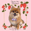 「Dog salon mofu mofu　余市町」