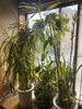 窓辺の植物も春です。「平成7年、創業。元警視庁刑事顧問。浮気調査　人探し　結婚調査　盗聴器発見　群馬-前橋・高崎　茨城-つくば・土浦　埼玉-上尾・春日部　下見・相談無料　be-スマイル女性探偵事務所」