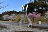 「桜開花状況」