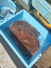 あんこう「佐島のあんこう」
