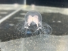 クラゲ&ウミウシ展を開催中/水族館に可愛い魚たちを観に行こう
