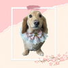 「Dog salon mofu mofu　余市町」