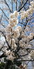 「昼桜と夜桜。今年は花見が出来ました♪(*^^*)」
