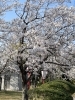 湊山公園の桜「湊山公園へ花見に行きました。徒歩で往復120分」