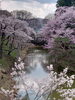 上田城跡公園「杏の後は桜🌸」