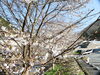 駐車場の桜が五分咲きになりました。「プレ花見をしました。」