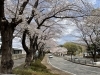 市役所裏のさくらは満開！「しろいのサクラ🌸なう！「パート3」」