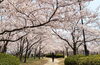 「新潟市で開花宣言！まいぷれのお花見特集で春を楽しもう♪【新潟市　開花宣言　花見】」