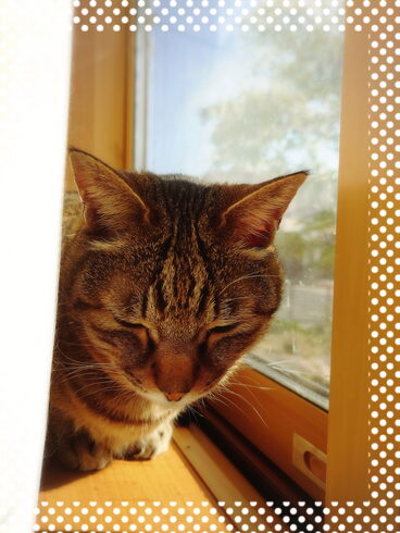 春の朝は日向ぼっこに最高ฅ^•ﻌ•^ฅ「春のよくある不調↷↷あなたはどれ?スッキリさせたい!」