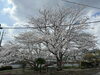 「桜が綺麗ですね🌸暖かくなったり寒くなったり…体調崩してませんか？　【島根県松江市　カイロプラクティック・整体】」