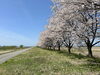 昨年の「荒川堤防桜づつみ」「村上市・関川村の桜🌸そろそろ開花？【まいぷれ村上・地域情報発信中！】」