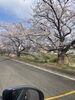 自宅の近くの公園は桜が満開でした。「平成7年創業。元警視庁刑事　顧問。探偵歴33年。浮気調査・人探し　防犯対策等、茨城-土浦・つくば　群馬-前橋　埼玉-春日部・上尾・熊谷　千葉-船橋・松戸・柏 元警視庁刑事 顧問　若葉探偵社」