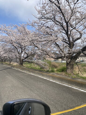 自宅の近くの公園は桜が満開でした。「平成7年創業。元警視庁刑事 顧問。探偵歴33年。浮気調査・人探し 防犯対策等、茨城-土浦・つくば 群馬-前橋 埼玉-春日部・上尾・熊谷 千葉-船橋・松戸・柏 元警視庁刑事 顧問 若葉探偵社」