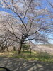 群馬-前橋ね自宅ね近くの公園は桜が満開です。「平成7年、創業。元警視庁刑事顧問。浮気調査　人探し　結婚調査　盗聴器発見　群馬-前橋・高崎　茨城-つくば・土浦　埼玉-上尾・春日部　下見・相談無料　be-スマイル女性探偵事務所」