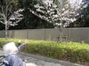 「🌸さくら、さくら🎵🌸」
