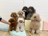 ルル♡PiPi♡きぃ♡くま♡ハッピー♡ぷっか♡リリ「ましゅまろ幼稚園🐾」
