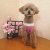お泊まりの　マカロンちゃん「ドッグホテル」